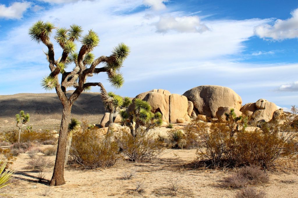 joshua tree national park, mojave desert, rocks-74399.jpg