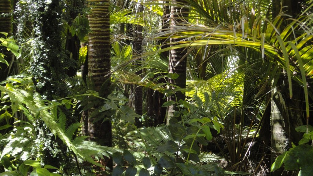 rainforest, palm trees, moss-78516.jpg