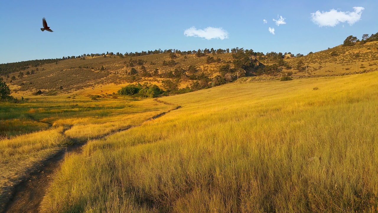 pineridge natural area, hawk, flight-1596273.jpg